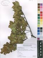 Image result for Cassinopsis