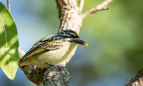 Image result for Tapinanthus dependens