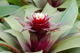 We did not find results for: My Bromeliad Won T Flower Forcing A Bromeliad To Bloom