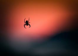 Black is the traditional color of mourning in some cultures. Spider Superstitions Bee Smart Pest Control