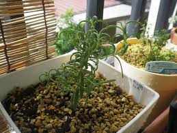 植え替えた後のローズマリーの様子 Hybrid Force