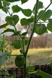 Die blüte erfolgt bei richtiger pflege recht spät im juli und august, dann aber zahlreich. Physalis Kapstachelbeere Physalis Peruviana Kultur 2019 Hortus Delirantium