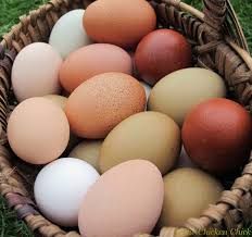 Resultado de imagen de imagenes sobre huevos
