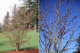 Image result for Pearsonia cajanifolia