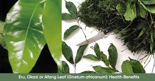 Image result for Gnetum africanum