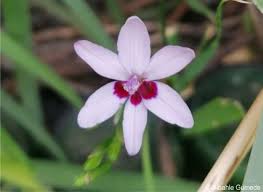 Image result for Freesia laxa