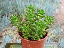 Using fertilizer is a good idea because the fertilizer won't hurt your plant. Jelly Beans Sedum Rubrotinctum Succulent Garden