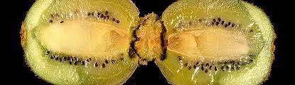 Botrytis Fruit Rot / Kiwifruit / Agriculture: Pest Management Guidelines /  UC Statewide IPM Program (UC IPM)