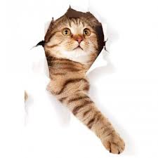 1 99 80 Off Promo Code Ob4dweu4 Kikole 3d Vivid Cat Wall Stickers Removable Toilet Sticker Bathr Milye Kotiki Kartiny Zhivotnyh Koshachij Risunok
