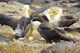 Discovering Albatross Nesting Areas in Galápagos | Galápagos Conservancy