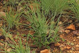 Image result for Raphionacme procumbens