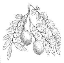 Image result for Xanthocercis zambesiaca