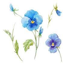 123rf Millions Of Creative Stock Photos Vectors Videos And Music Files For Your Inspiration And Projects Pansies Flowers Watercolor Flowers Pansies