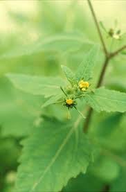 Image result for Sigesbeckia