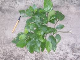 Image result for Ficus exasperata