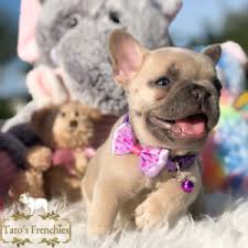 Tan points are markings that usually appear in a shape of eyebrows, patches on the dog is however still a tan pointed dog on dna and can create tan pointed offsprings or pass down the gene and create a puppy that is a carrier. Frenchie Color Genetics Tato S Frenchies South Florida S Best French Bulldogs