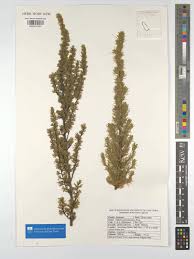 Image result for Cliffortia