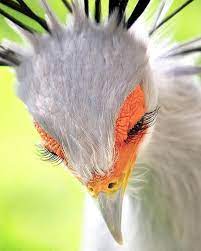Maybe you would like to learn more about one of these? This Secretary Bird With Its Eyelashes 9gag