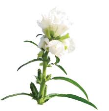 Image result for Sesamum calycinum