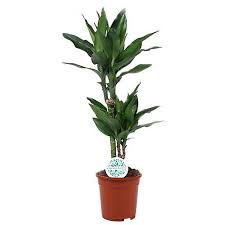 Image result for Dracaena steudneri