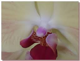 The orchid beach trading post and driftwood bar is a family run pub situated at beautiful orchid beach fraser island. Orchid Photo Gallery Phalaenopsis Close Up Orchid Photo Orchids Phalaenopsis
