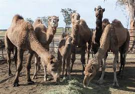 Owner lauren brisbane interacts with her herd of camels at qcamel dairy on april 5, 2016 in sunshine coast, australia. At One With Camels Queensland Times