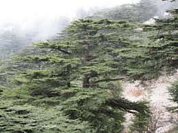 Beautiful Cedars Cedar Trees Lebanon Cedar Cedar
