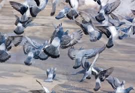 En Ville Pourquoi Les Pigeons Perdent Ils Leurs Doigts