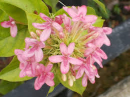 Image result for x Ruttyruspolia 'Phyllis van Heerden'