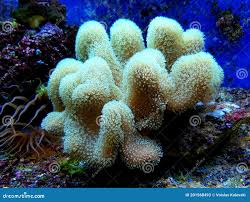 Image result for Sarcophyte