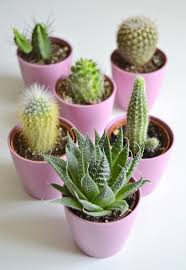 5 Houseplants That Will Thrive In The Heat Heat Houseplants Thrive Heatheat Houseplants Thrive In 2020 Small Cactus Plants Plants Small Cactus