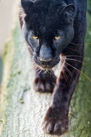 Black Panther Nature Blogger Animals Wild Animals Beautiful Animals