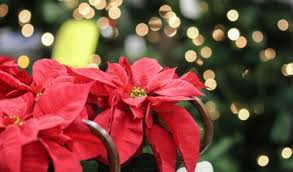 Are cats allergic to poinsettia flowers. Plant Of The Week Poinsettias Louisiana Nursery