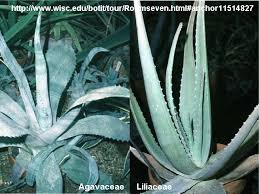 Image result for Agavaceae