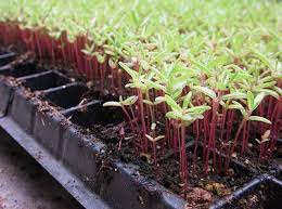 ✓ free for commercial use ✓ high quality images. How To Grow Portulaca From Seed The Garden Of Eaden