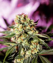 The g13 legend lives on with this remarkable g13 cross developed from the world famous g13 and barney's farm' favourite hawaiian sativa. Barney S Farm G13 Haze Samen Green Parrot