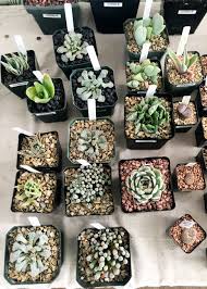 Show off your favorite photos and videos to the world, securely and privately show content to your friends and family, or blog british cactus & succulent society. Haul Of Wonders Behold The Plants We Brought Home From A Month Of Cactus Succulent Shows The Horticult