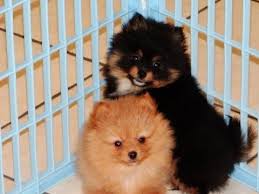 Miniature dachshunds are scent hound dog breeds who were bred to hunt badgers and other tunneling animals like rabbits, and foxes. Pomeranian Puppies Dogs For Sale In Raleigh North Carolina Pomeranian Puppy Pomeranian Puppy For Sale Dog Breeder