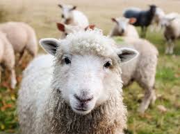 Zwierzaki na start: skoczne owieczki – Dom Kultury KADR