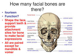 But first you have to loot call of the devourer scroll from mobs across scavenger's boneyard (around 55, 39 in antoran wastes) to able to see the bones. Facial Bones Mrs Donohue Ppt Download