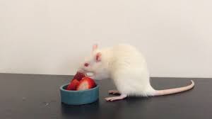 We did not find results for: Rat Eats Strawberry Youtube