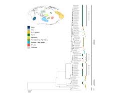 Image result for Peperomia fernandopoiana