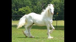 Sd toffee crisp x baileys cream hauls ,bath, leads Chestnut Oak Gypsy Vanner Cob Horse Stallion Rosewater Cassidy Sid Beaver Springs Pa