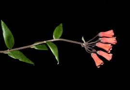 Image result for Blepharis reekmansii