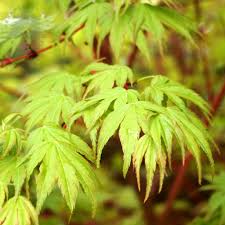 Feuillage d'automne jaune d'or sur un bois rose. Acer Palmatum Sango Kaku Buy Coral Bark Japanese Maple Trees