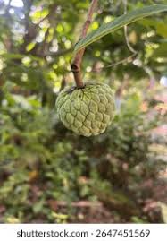 Image result for Annonaceae