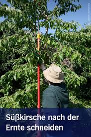 Kirschbaum Scheiden Am Besten Im Sommer Obstbaume Schneiden Gartendunger Baum