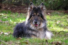 Julia german shepherd no comments. Marvel At The Wonderful Long Haired German Shepherd K9 Web