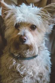 Healthy Pets Naturally. Pet homeopathy to treat dog vomiting & digestive  problems.