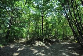 Les for&ecirc;ts - Ville de Chaville